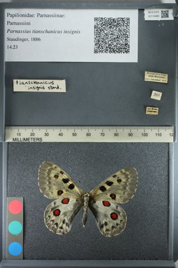 Media type: image;   Entomology 174880